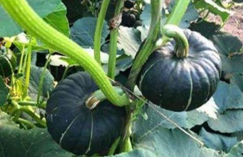 又吃瓜又唱歌的网红,揭秘又吃瓜又唱歌的网红魅力 第3张 又吃瓜又唱歌的网红,揭秘又吃瓜又唱歌的网红魅力 第3张