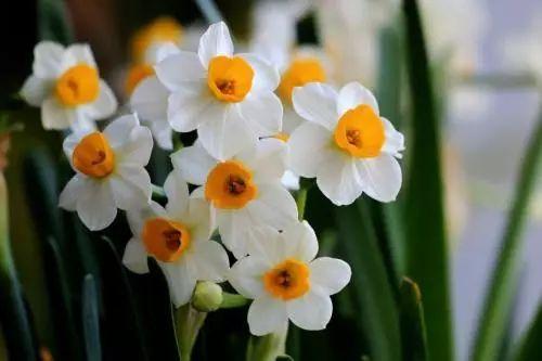 抖音爆料娱乐圈水仙花,揭秘明星自恋背后的真相  第3张